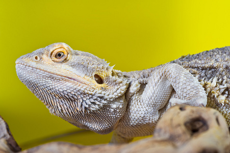 大胡子龙爬行动物蜥蜴在黄色背景上的分支