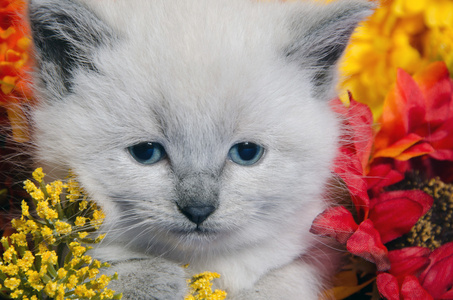 可爱的小猫和鲜花