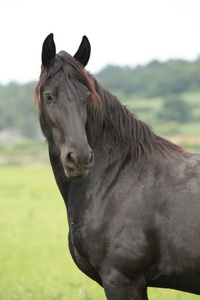 在牧草上的美丽 friesian 马