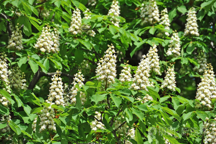 春天开花板栗(栗)花