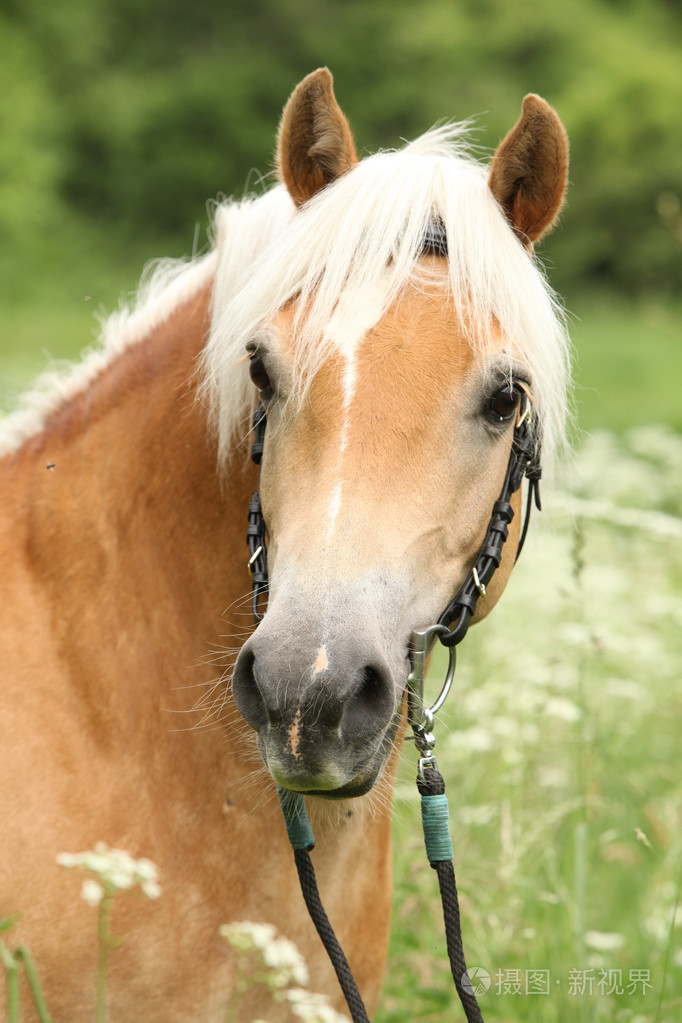 辔头与华丽haflinger