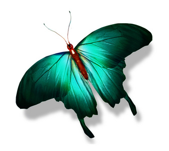 绿色的蝴蝶，在白色隔离