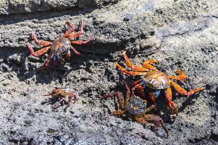 莎莉莱特富特螃蟹 前爪前爪 在加拉巴哥群岛