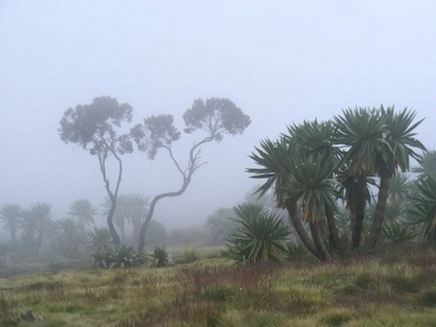 埃塞俄比亚森林在雾中