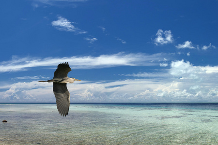热带天堂天空背景上的黑色蓝苍鹭