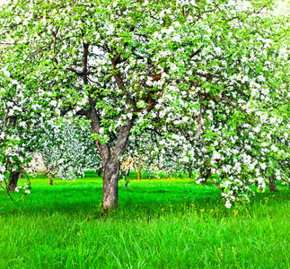 盛开的装饰的白色苹果和水果树