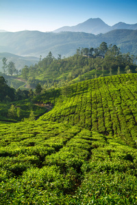 在新德里 喀拉拉邦 印度美丽新鲜绿色茶园