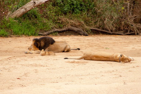 野生骄傲的狮子在瓦尔加 自然为主题集合背景 南非 野生动物的冒险和旅行的自然美景克鲁格国家公园
