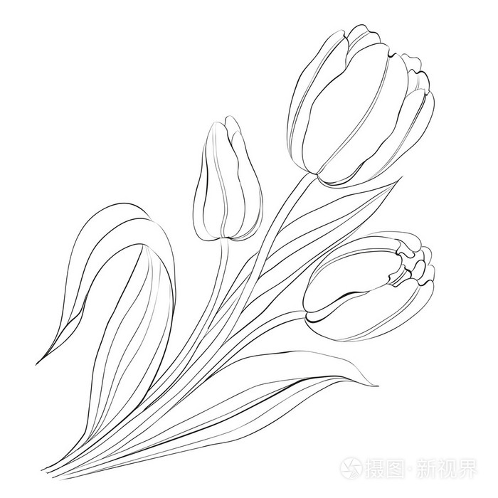 手画的郁金香