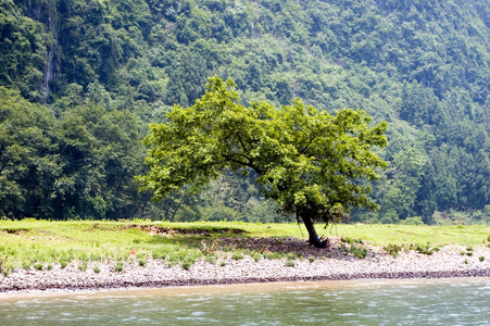 在河边树