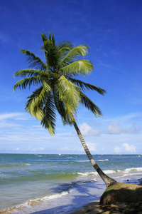 倾斜的棕榈树在拉斯维加斯斯特拉纳斯海滩，蓬塔卡纳半岛