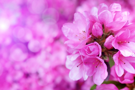 花朵开放在模糊的性质 background.spring 出让