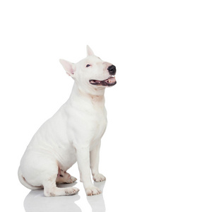 美丽 bullterrier