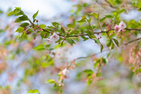 樱桃树花