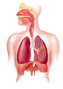 人类充分呼吸道系统截面图片