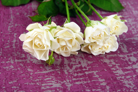 美丽的白玫瑰特写，颜色背景上