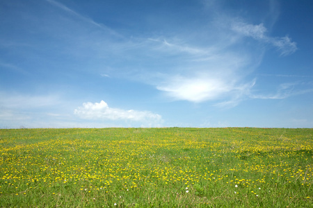 蒲公英草地和夏季的天空