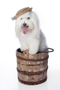 戴着帽子的白狗摆在一个木制桶