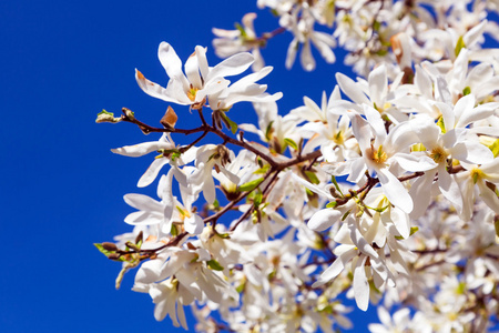 在树上的白色春天的花朵