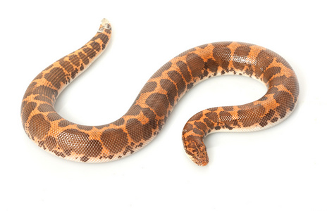 肯尼亚砂蟒蛇