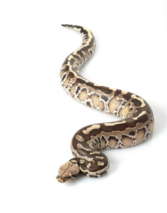 婆罗洲黑血 python