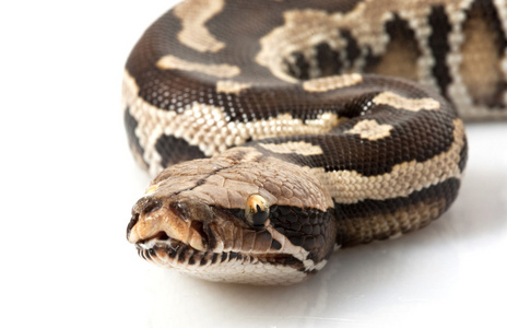 婆罗洲黑血 python