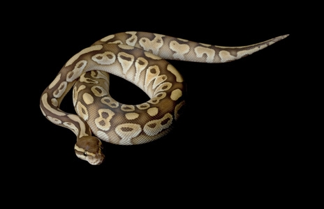 黄油球 python