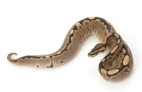 蜘蛛 woma 球 python