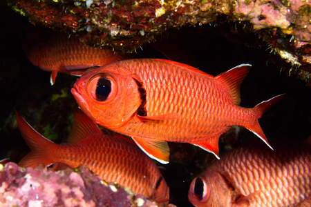 松果 soldierfish