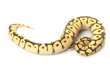 班布尔蜂莫哈韦沙漠球 python