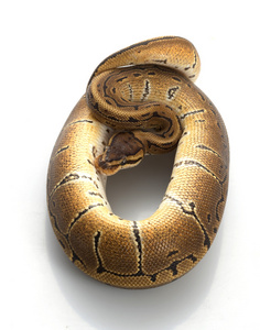 条纹球 python