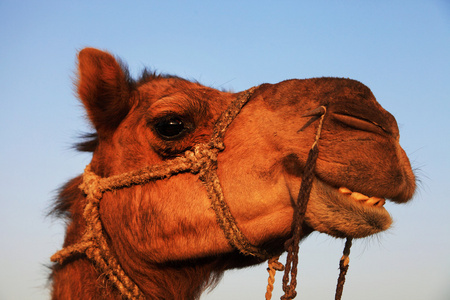 在印度塔尔沙漠中的骆驼