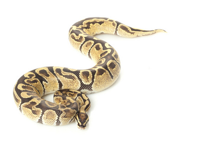   python