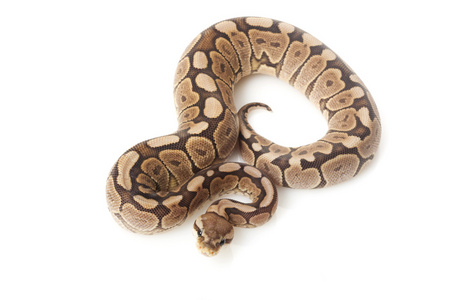 肉桂 woma 球 python