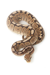 肉桂 woma 球 python