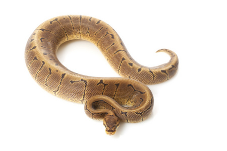 woma 条纹球 python