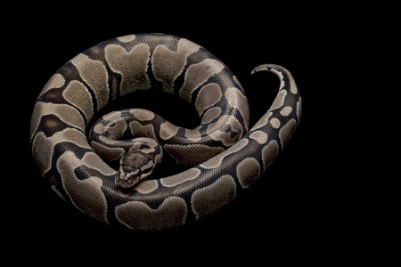 axanthic 球 python