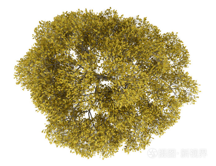 秋天英语橡木树孤立在白色背景上的顶视图