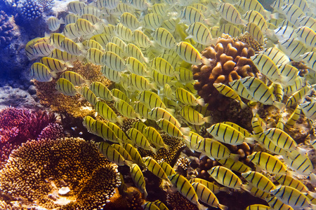 大包的热带珊瑚礁鱼类图片