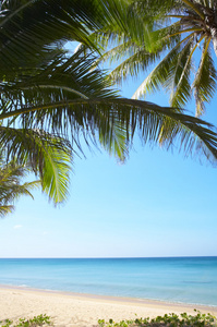 漂亮的热带海滩与一些棕榈树围绕的视图
