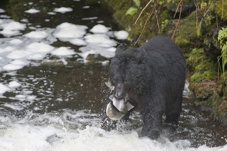 孤立的黑熊同时吃在阿拉斯加三文鱼