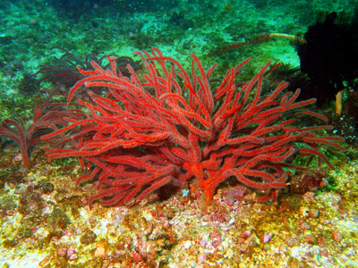 gorgone 珊瑚