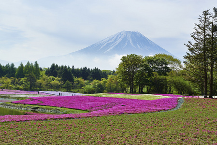 粉红色的青苔花和日本的富士山