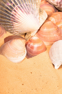 在海滩上的贝壳图片