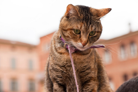 旧的意大利城市坐在所有者的肩上的那只猫