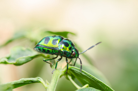 在绿色自然宝石甲虫