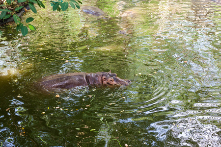 河马在水中游泳