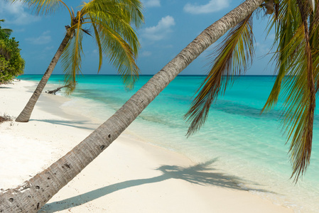 美丽的热带海滩与棕榈树