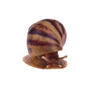 蜗牛 蜗牛 孤立在白色背景上