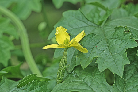 美丽的花